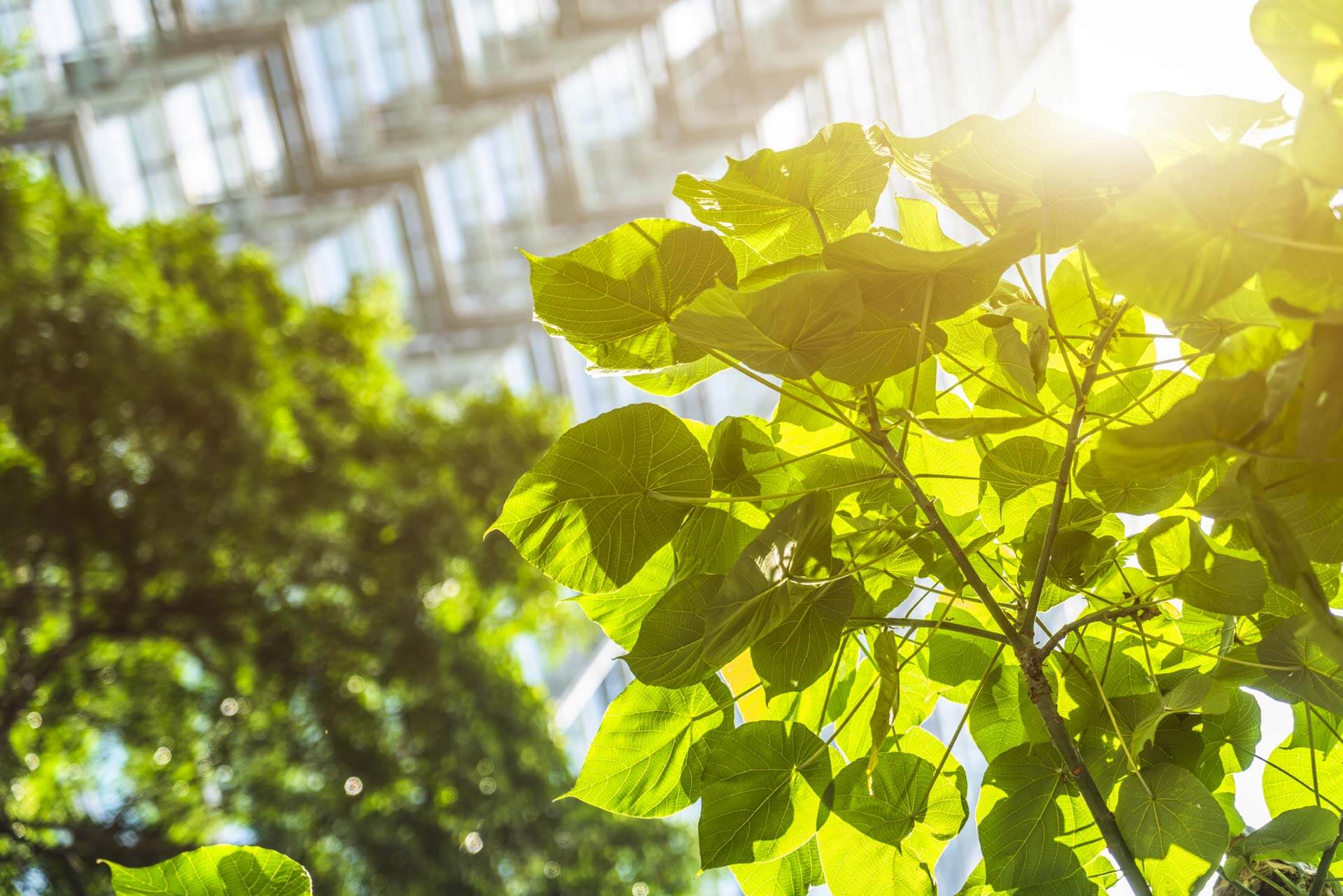 Go Green, Sustainability